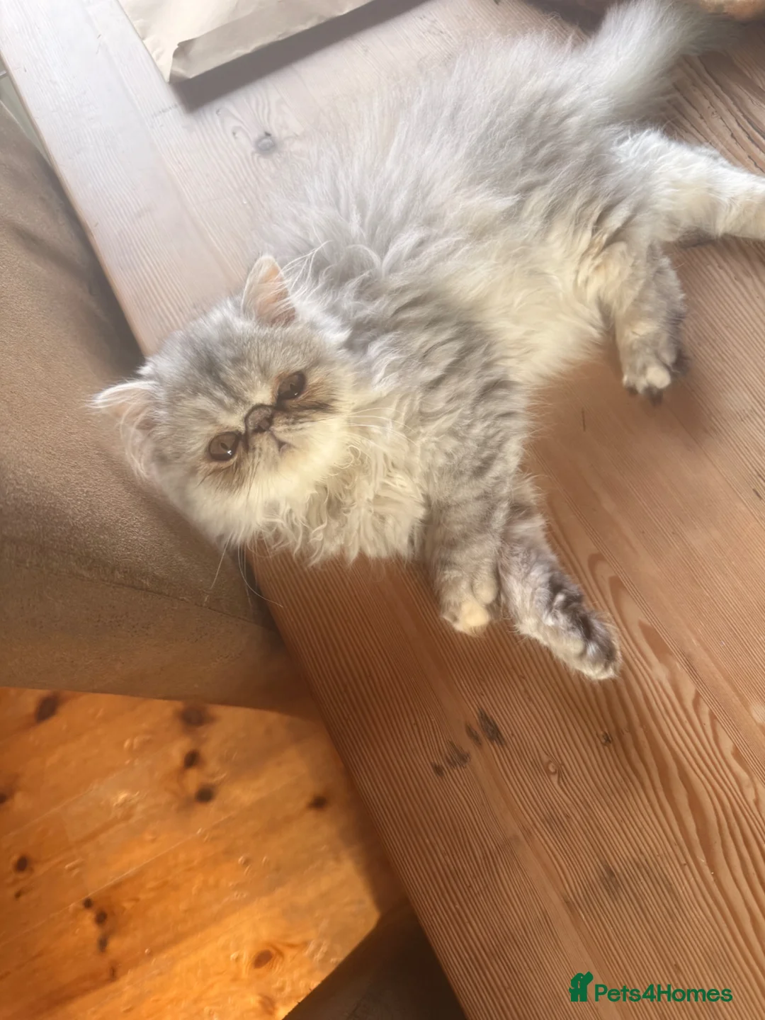 Persian cats for sale: 2 beautiful full bread Persian cats 1 year old - Advert 8