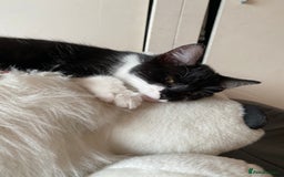 Mixed Breed cats for sale: Kittens  - Image 4
