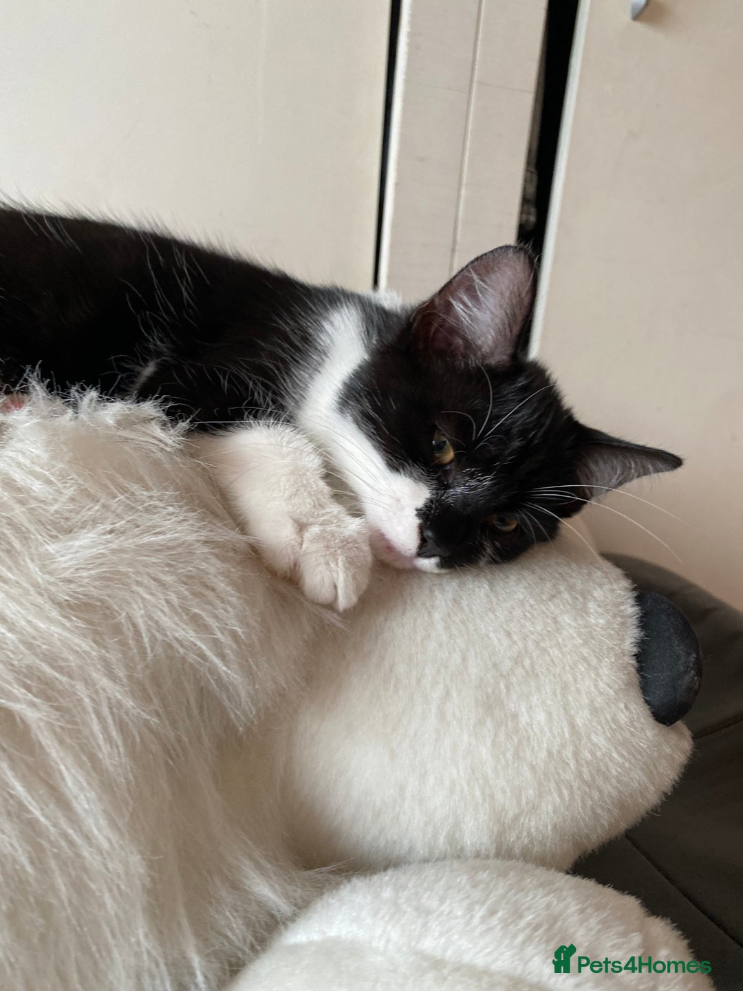 Mixed Breed cats for sale: Kittens  - Image 4
