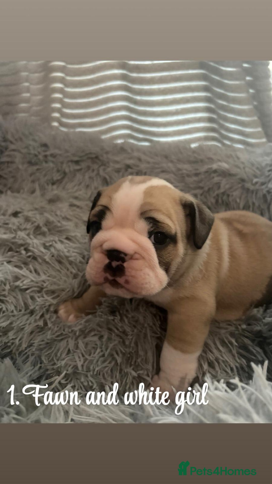 English Bulldog dogs for sale: Kc stunning English bulldog puppies - Advert 11