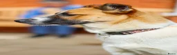 Mixed Breed dogs for adoption: 🤎 Pixel – The Gentlest Soul You’ll Ever Meet 🤎 - Advert 13