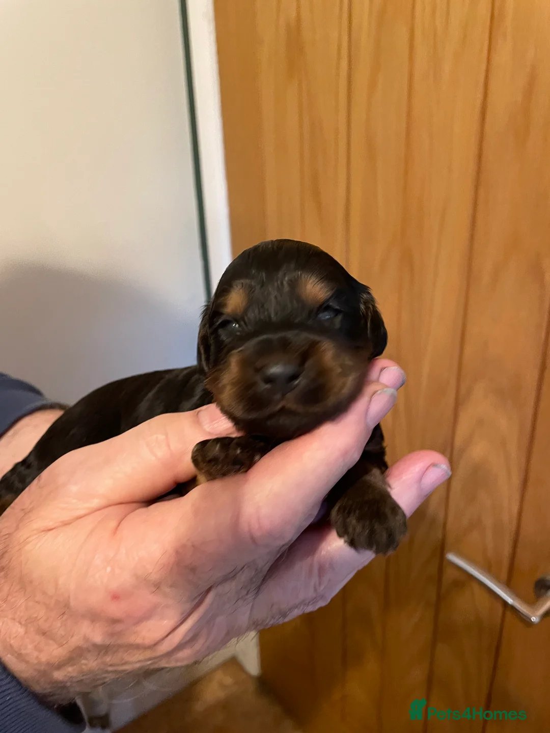 Cockapoo dogs for sale: Cockapoo Pups  F1b - Advert 2