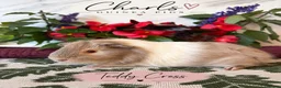 Guinea Pig rodents for sale: Baby boy piggy’s for sale  - Advert 2