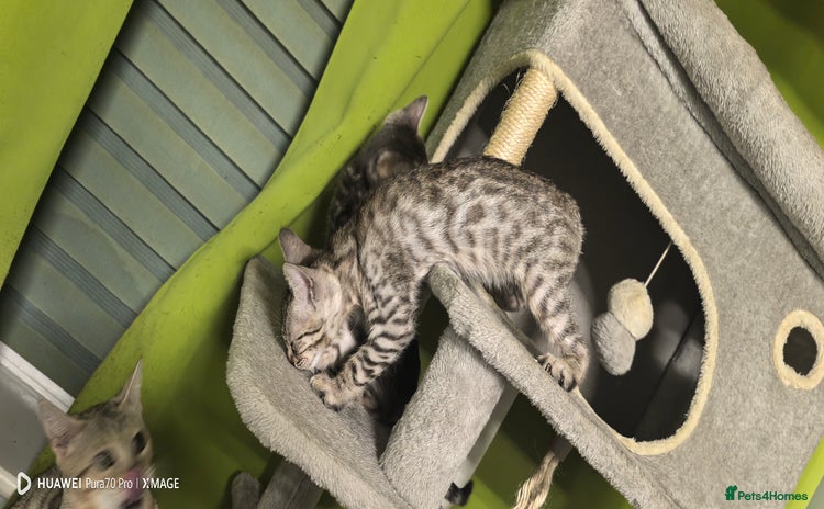 Bengal cats - Advert 13