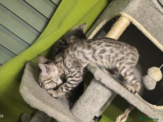 Bengal cats - Advert 33