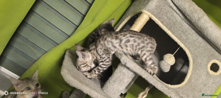 Bengal cats - Advert 13