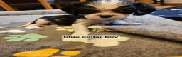 Cavalier King Charles Spaniel dogs for sale: Cavalier king charles spaniel puppies  - Advert 2