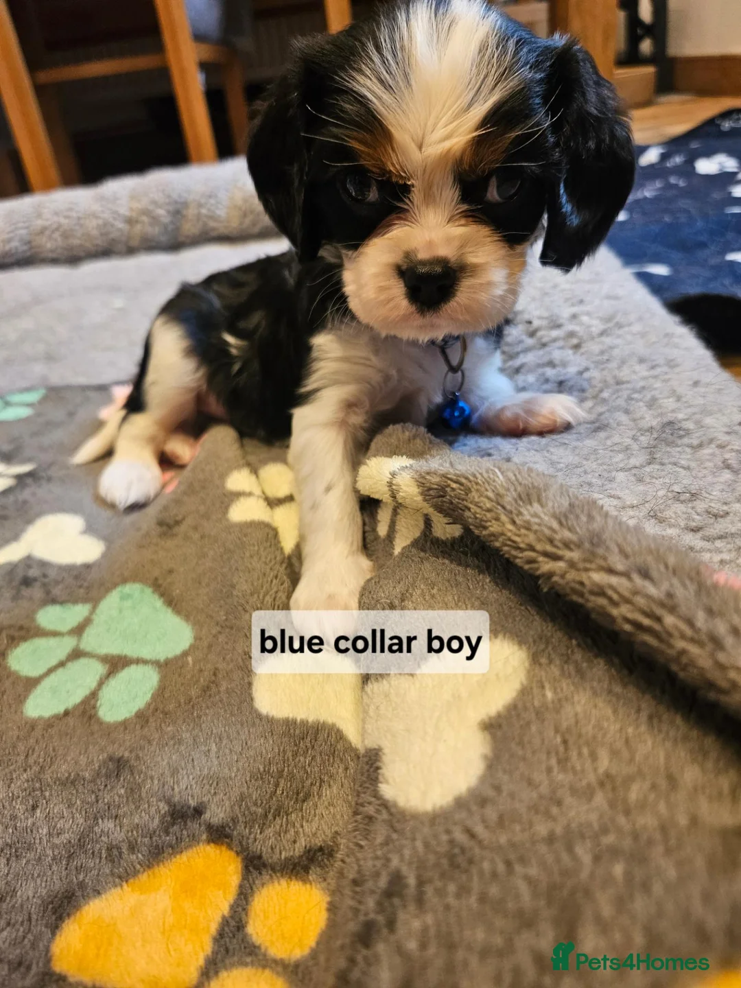 Cavalier King Charles Spaniel dogs for sale: Cavalier king charles spaniel puppies  - Advert 2