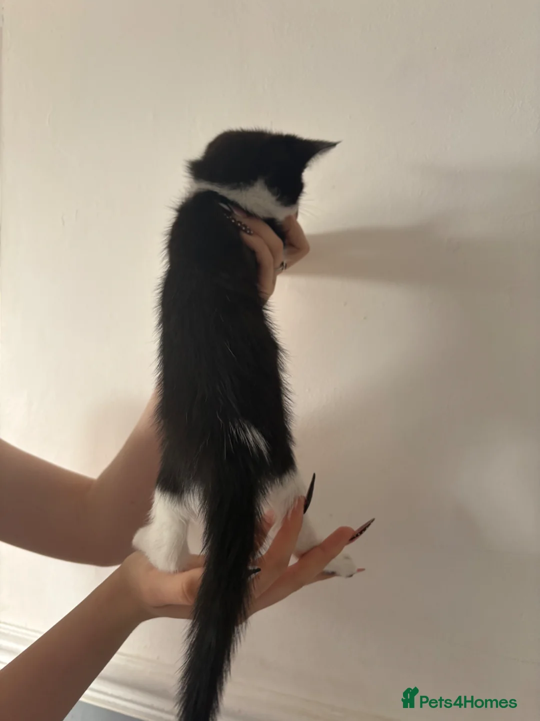 Mixed Breed cats for sale: Cute female kitten in Wellingborough - Advert 5
