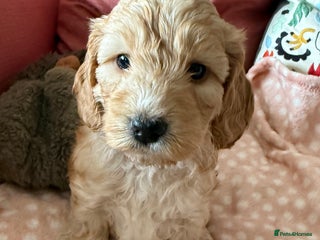 Cockapoo dogs F1 Cockapoo Puppies 5⭐️⭐️⭐️⭐️⭐️ Breeder - Advert 2