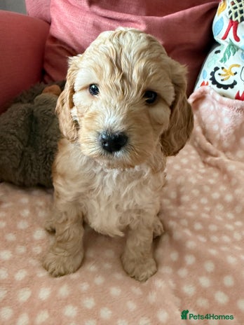 Cockapoo dogs F1 Cockapoo Puppies 5⭐️⭐️⭐️⭐️⭐️ Breeder - Advert 9