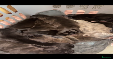 Cane Corso dogs - Advert 8