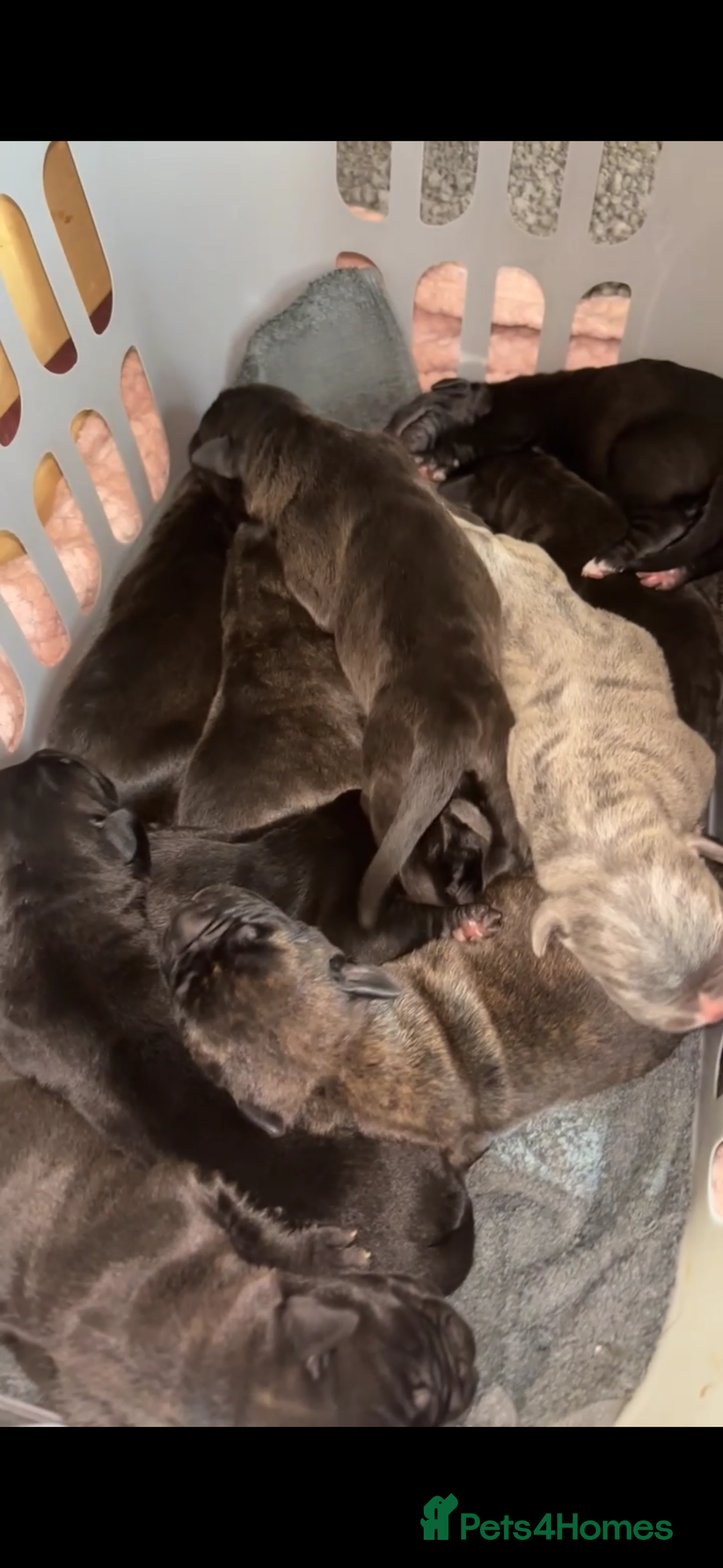 Cane Corso dogs for sale: Cane Corso first litter of puppies !! - Image 3