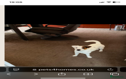 Parson Russell dogs for sale: Parsons Russell terrier - Image 1