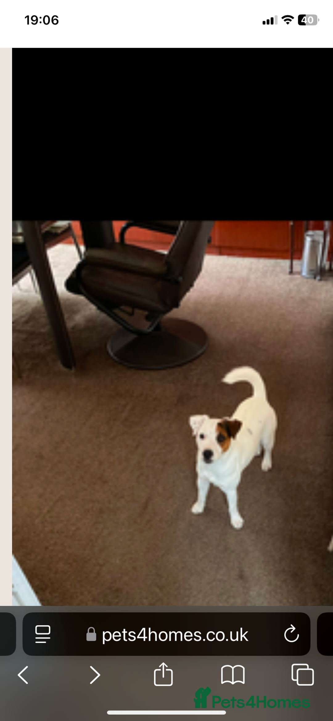 Parson Russell dogs for sale: Parsons Russell terrier - Image 1