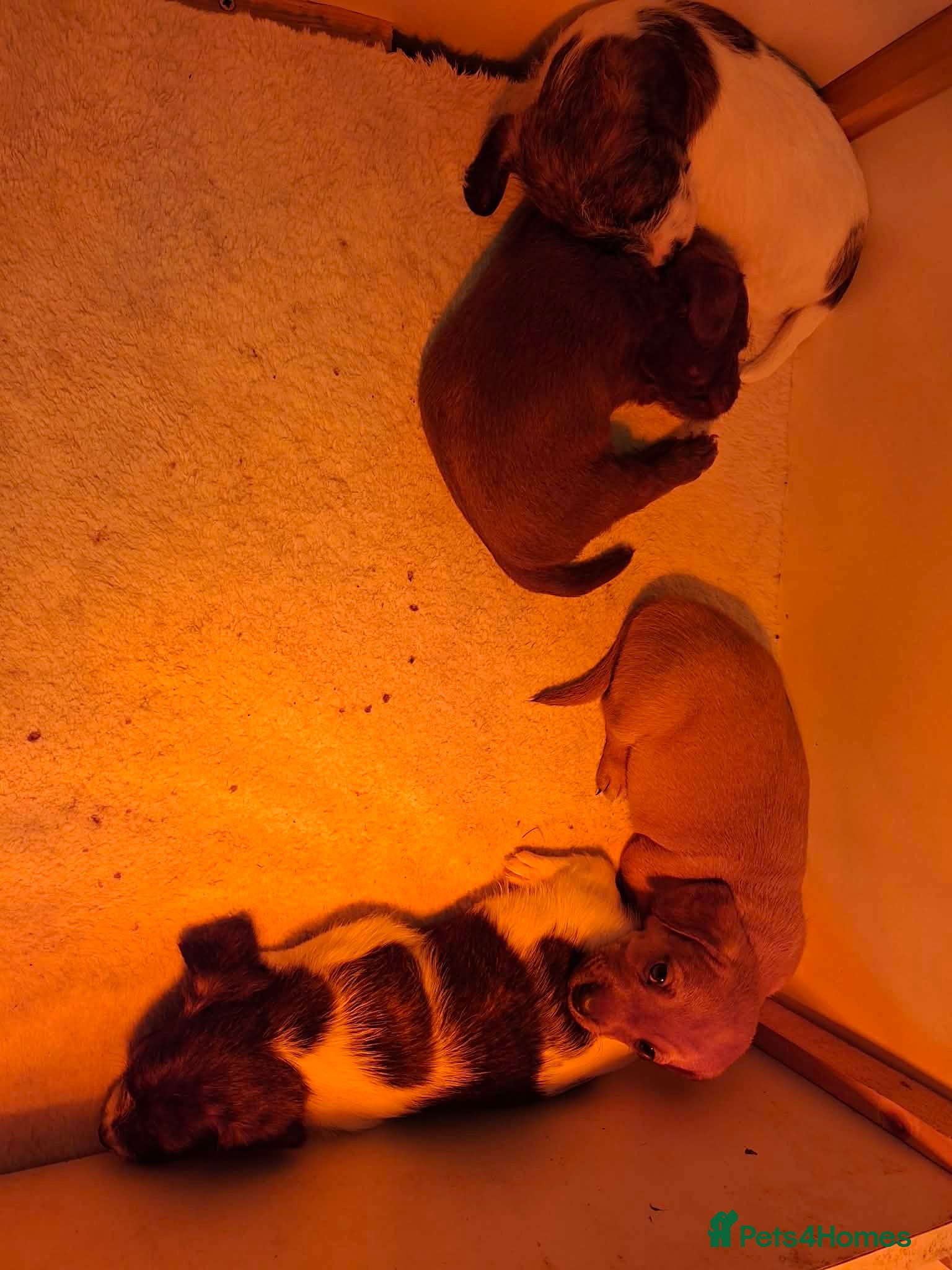 Jackapoo dogs JACKAPOO PUPPIES - Advert 3