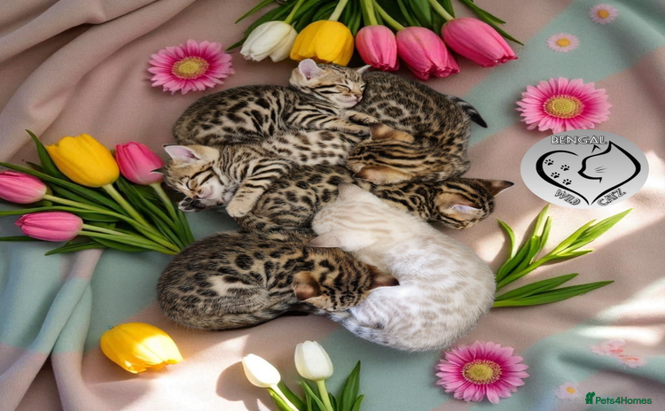 Bengal cats - Advert 5