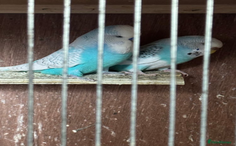 Budgerigars birds for sale - Advert 1