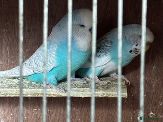 Budgerigars birds - Advert 2