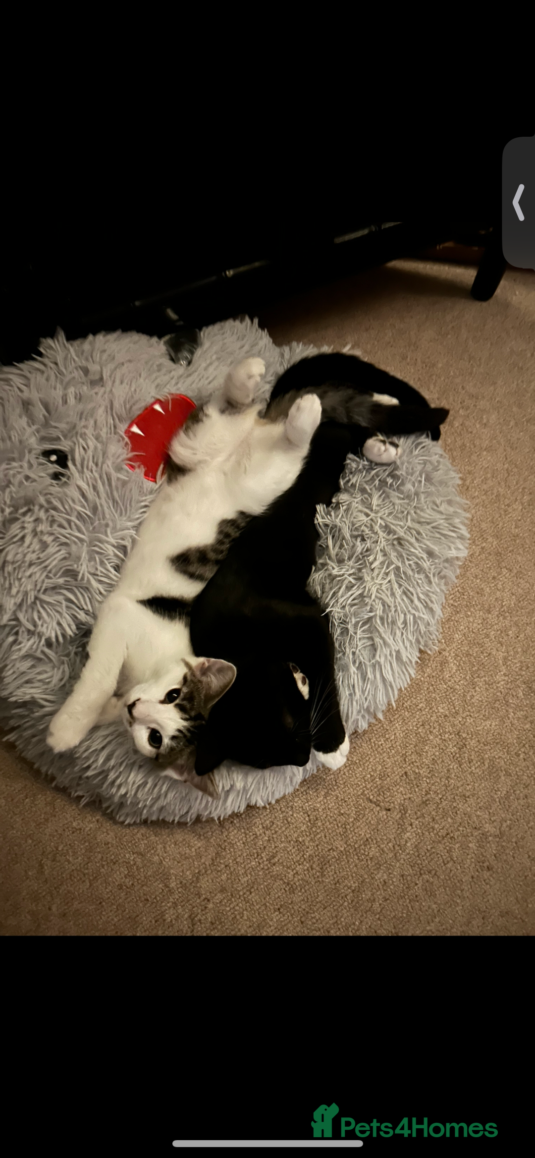 Mixed Breed cats for sale: Two rescued Kittens in need of good home. - Image 2