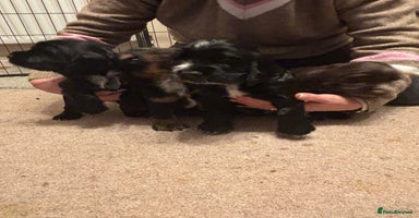 Cocker Spaniel dogs 4 cocker spaniel puppies, mum and dad family pets - Advert 14