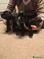 Cocker Spaniel dogs 4 cocker spaniel puppies, mum and dad family pets - Advert 16