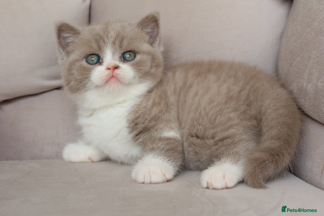 British Shorthair cats for sale: Wonderful last baby British shorthair girl  - Image 9