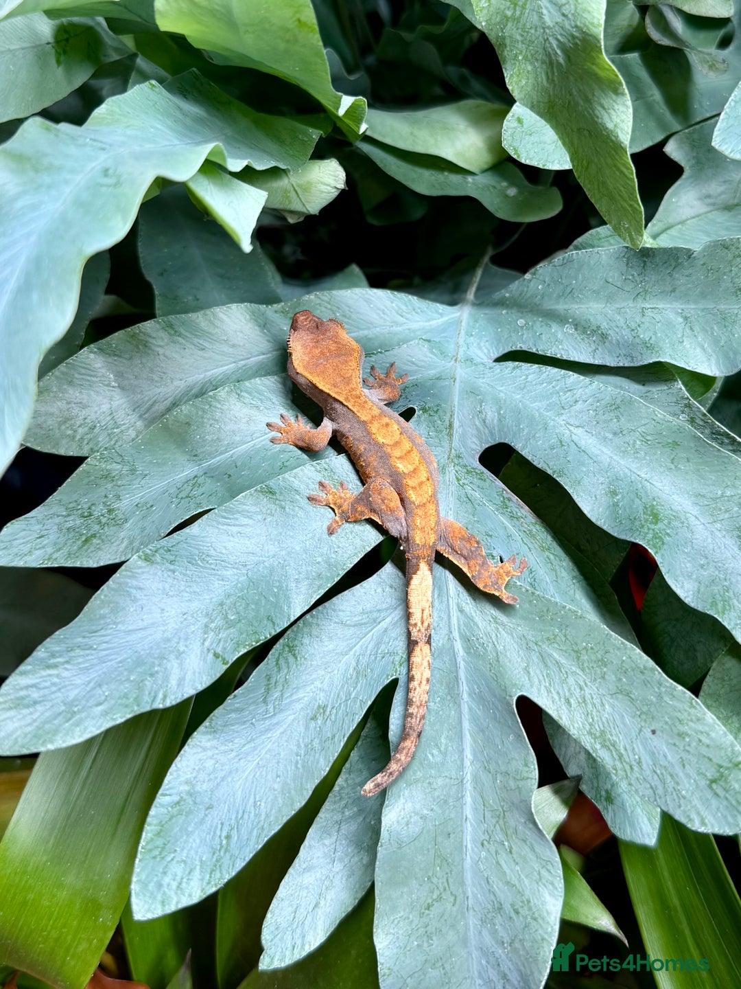 Lizard reptiles for sale: Mixture of Crested Geckos - Image 6
