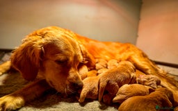 Golden Retriever dogs for sale: Stunning Deep Dark Red Golden Retrievers  - Image 1