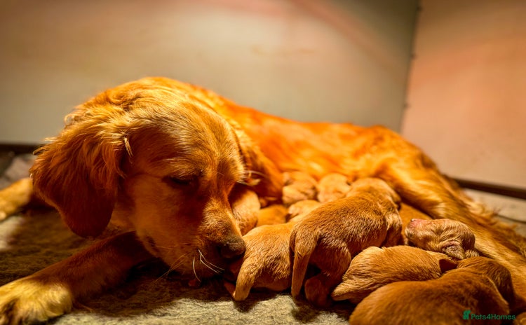 Golden Retriever dogs - Advert 11