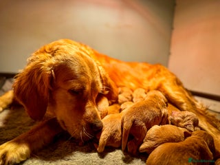 Golden Retriever dogs - Advert 15