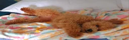Toy Poodle dogs for sale: Red Toy Poodle girl 1 year 1 month - Advert 5