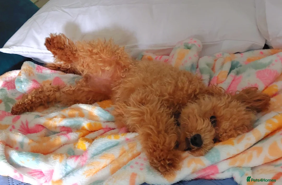 Toy Poodle dogs for sale: Red Toy Poodle girl 1 year 1 month - Advert 5