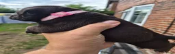 Staffordshire Bull Terrier dogs for sale: Staffordshire bull terrier pups in Leeds - Advert 37
