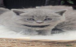 British Shorthair cats for sale: Show Quality Champions British Shorthair GCCF - Image 8