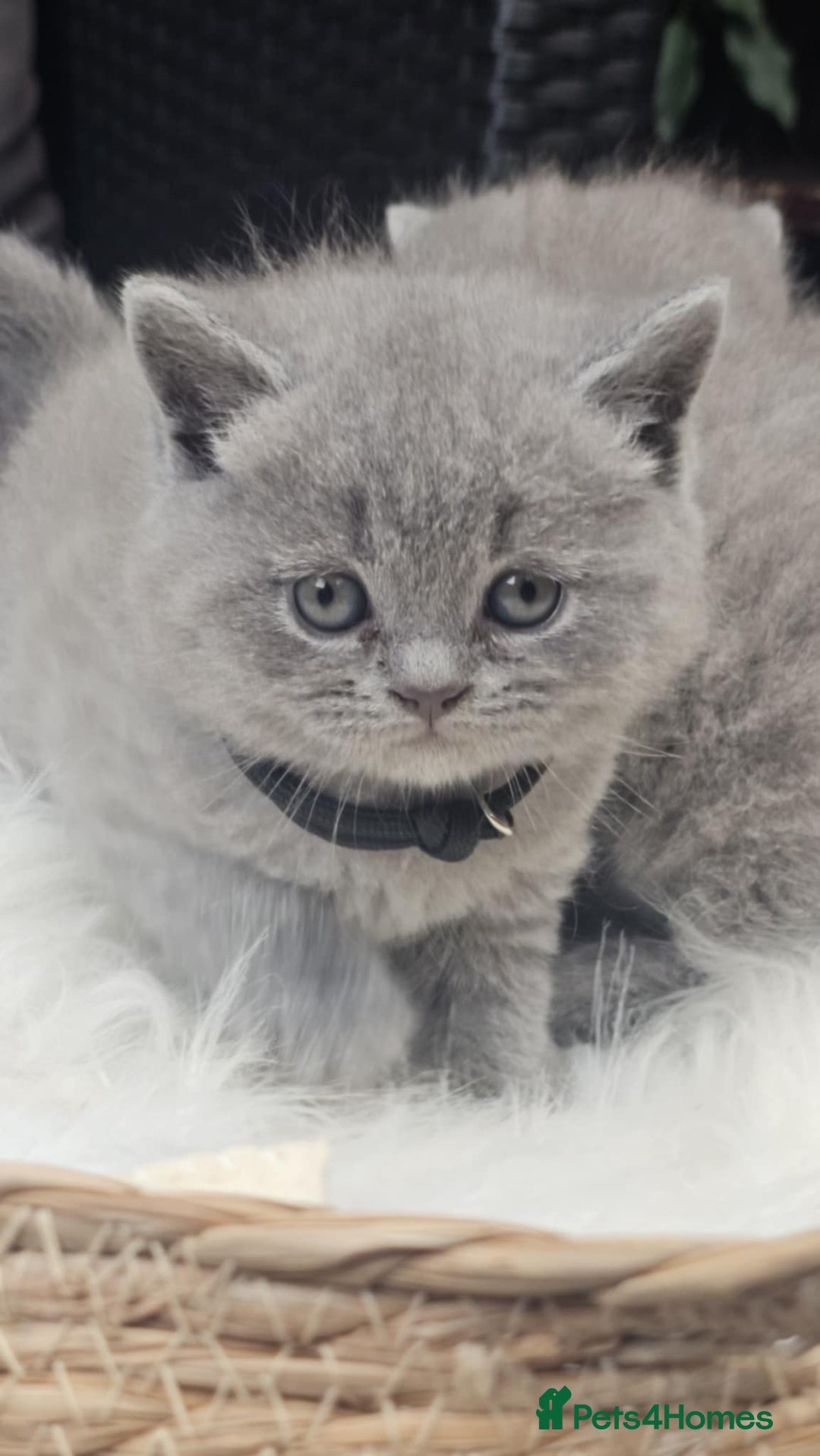 British Shorthair cats for sale: Show Quality Champions British Shorthair GCCF - Image 8