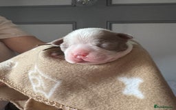Boston Terrier dogs for sale: Stunning rainbow litter born 5/8/35 - Image 19