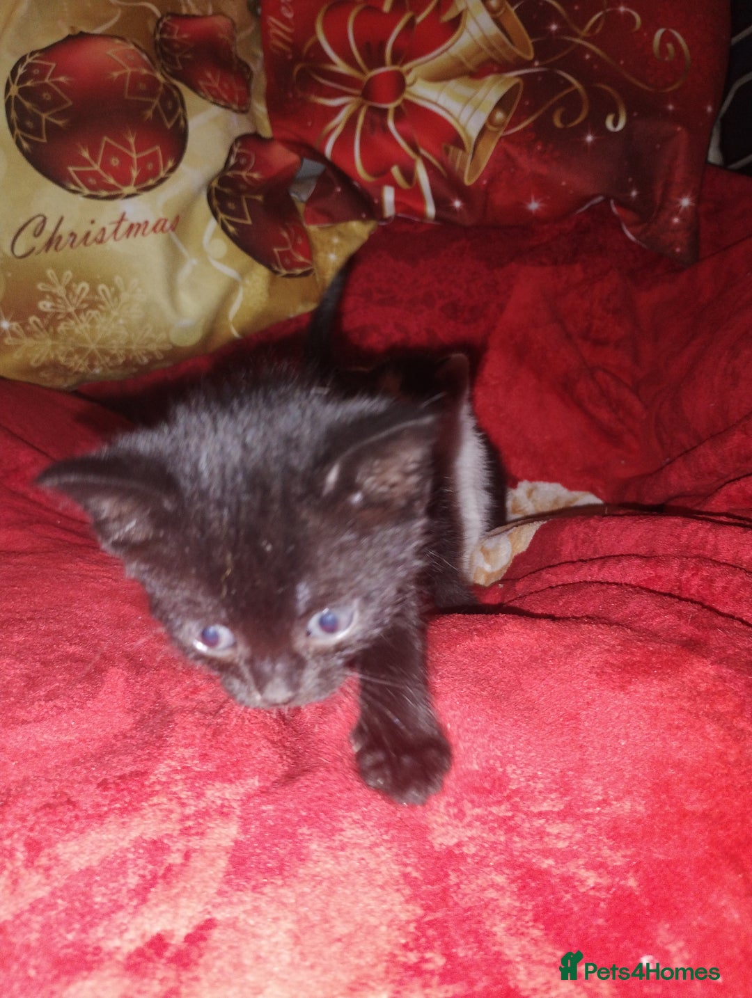 Mixed Breed cats for sale: Kittens are looking for homes  - Advert 9
