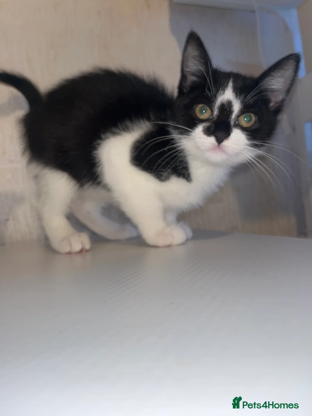 Mixed Breed cats for sale: 3 lovely kittens black and white there all girls  in Sheerness - Advert 2