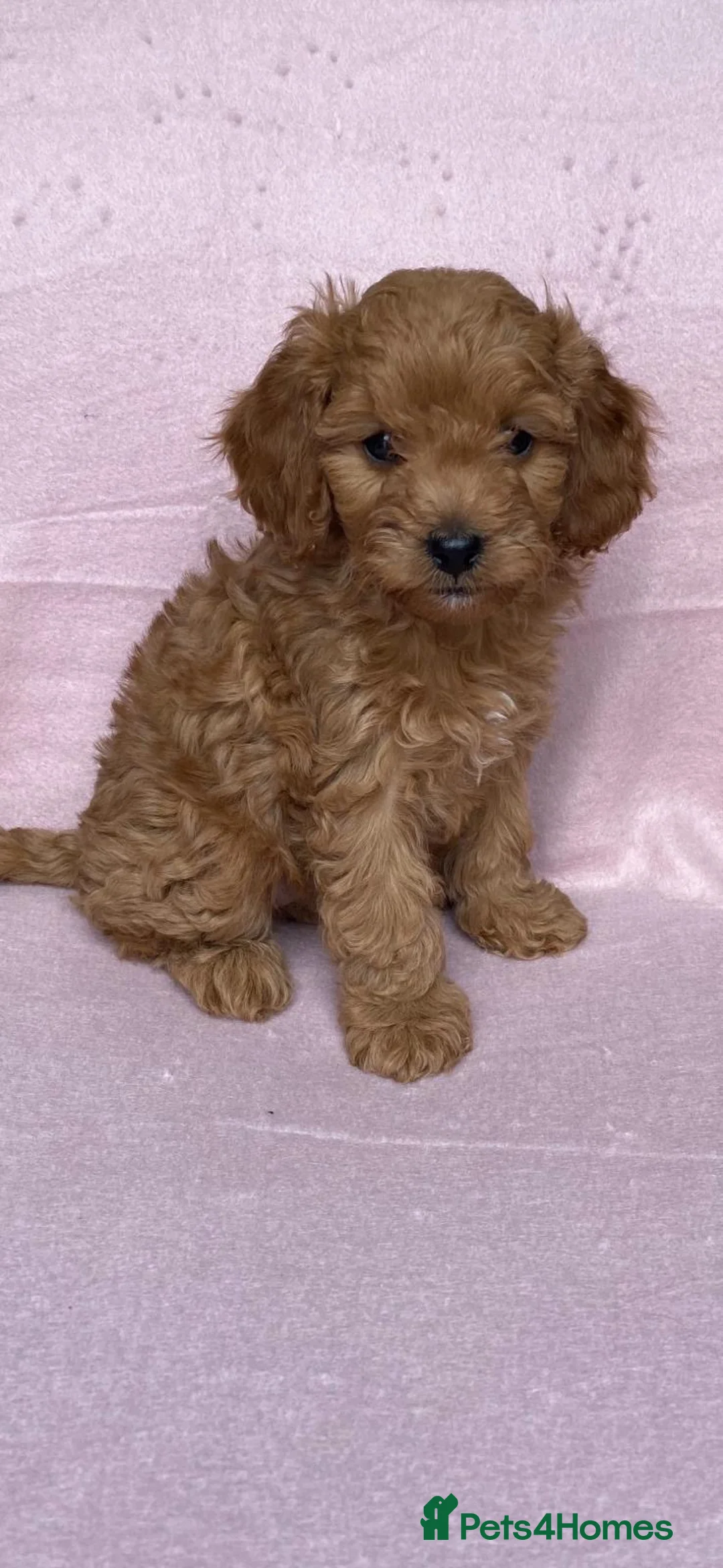 Cavapoo dogs for sale: Beautiful, stunning litter of cavapoo pups - Advert 2