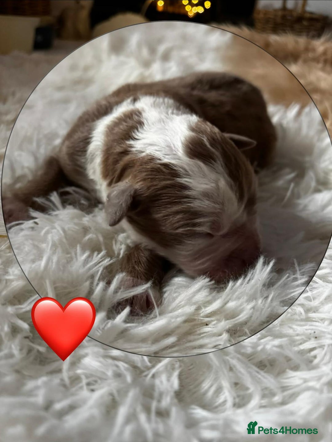 Olde English Bulldogge dogs for sale: Mammut : Fluffy Olde English Bulldog puppies. - Advert 27