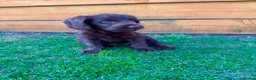 Labradoodle dogs for sale: Chocolate & Chocolate Merle Labradoodle Babies 🐾 - Advert 14