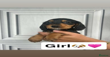 Cocker Spaniel dogs - Advert 11