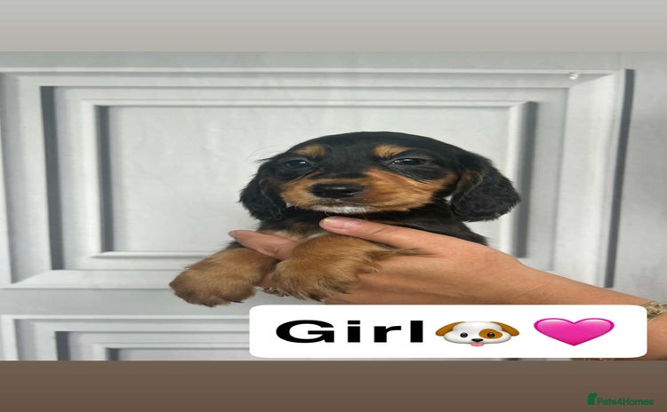 Cocker Spaniel dogs - Advert 4