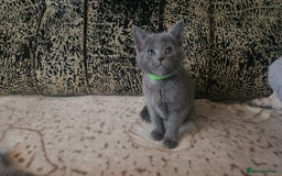 Russian Blue cats for sale: **TICA full pedigree Russian Blue kittens - Image 3