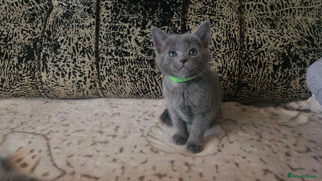 Russian Blue cats for sale: **TICA full pedigree Russian Blue kittens - Image 3