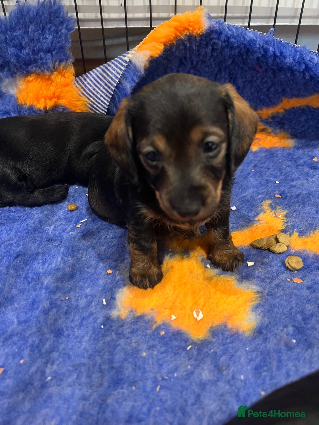 Miniature Dachshund dogs for sale: **Exceptionally well Raised Miniature Dachshunds** - Advert 27