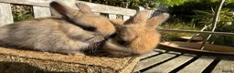 Netherland Dwarf rabbits for sale: Pure Netherland dwarf bunnies  in London - Advert 12