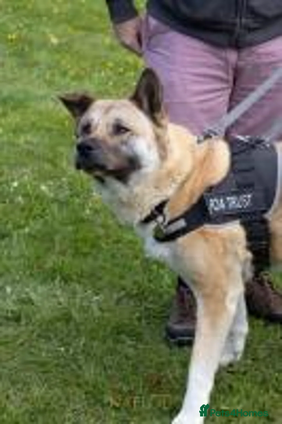 Akita dogs for adoption: Missy in Worksop - Advert 3