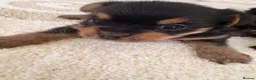 Mixed Breed dogs for sale: YORKSHIRE TERRIER × POMERANIAN PUPPIES - Advert 4